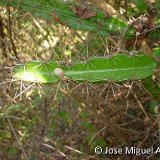 Leptocereus wrigthii, Boca de Jaruco, Mayabeque José M Acuna (4).JPG